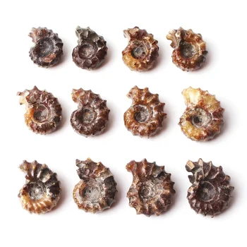 1PC Dabas Ammonite Fosilā Minerālu Paraugu Kolekcija Dāvanu No Madagaskaras