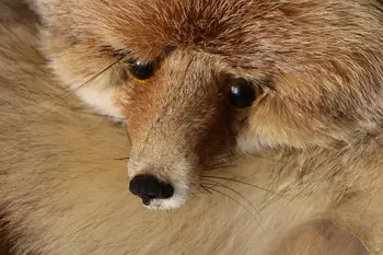 Vīrieši dabas fox kažokādas šalle ziemas kakla silts nekustamā cross fox pnompeņas fox šalle patiesu luksusa dzīvnieku fox aksesuāri