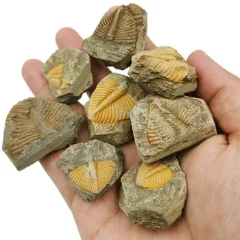 Dabas Trilobite Tārpa Asti Izrakteņu Paraugu Seno jūras dzīves coronocephalus fosiliju kolekcija mācību akmens apdare